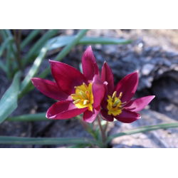 Tulipa Eastern Star - Tulip Eastern Star - 5 lampu