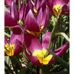 Tulipa东部之星 - 郁金香东部星 -  5个洋葱 - Tulipa Eastern Star