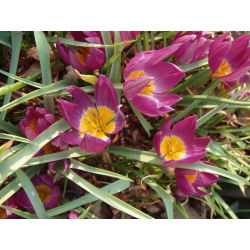 Tulipa Eastern Star - Tulip Eastern Star - 5 lampu