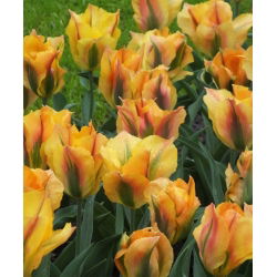 Tulipa Artist de Aur - Tulip Artist de Aur - 5 bulbi - Tulipa Golden Artist