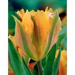 Tulipa Artist de Aur - Tulip Artist de Aur - 5 bulbi - Tulipa Golden Artist