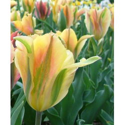 Tulipa Artist de Aur - Tulip Artist de Aur - 5 bulbi - Tulipa Golden Artist