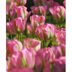 Tulipa Groenlanda - Tulip Groenlanda - 5 bulbi