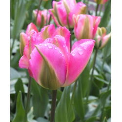 Tulipa Groenlanda - Tulip Groenlanda - 5 bulbi