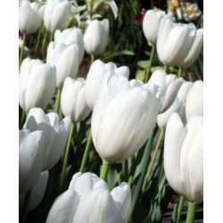 Tulipa Hakuu - Tulip Hakuu - 5 lampu - Tulipa Hakuun