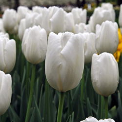 Tulipa Hakuu - Tulip Hakuu - 5 lampu - Tulipa Hakuun