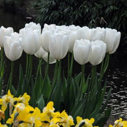 Tulipa Hakuu - Tulip Hakuu - 5 lampu - Tulipa Hakuun