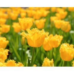 Tulipa Hamilton - Tulip Hamilton - 5 lampu