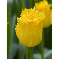 Tulipa Hamilton - Tulip Hamilton - 5 lampu