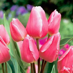 Tulpės Happy Family - pakuotėje yra 5 vnt - Tulipa Happy Family