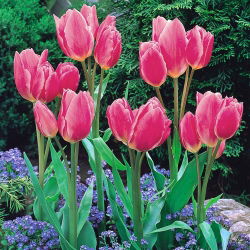 Tulpės Happy Family - pakuotėje yra 5 vnt - Tulipa Happy Family