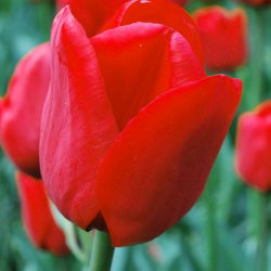 Tulipa Ile de France - 5 názorov