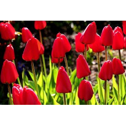 Tulipa Ile de France - 5 názorov