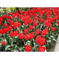 Tulipa Ile de France - 5 názorov
