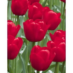 Tulipa Ile de France - 5 názorov