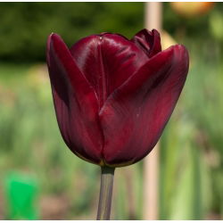 Tulipa Jan Reus - Lale Jan Reus - 5 ampul
