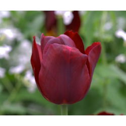 Tulipa Jan Reus - Lale Jan Reus - 5 ampul