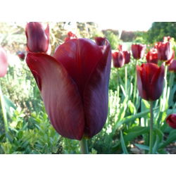 Tulipa Jan Reus - Lale Jan Reus - 5 ampul