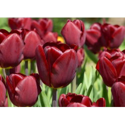 Tulipa Jan Reus - Lale Jan Reus - 5 ampul