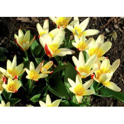 Tulipa Johann Strauss - Tulip Johann Strauss - 5 lampu