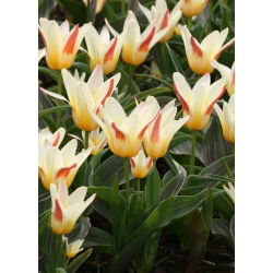 Tulipa Johann Strauss - Tulip Johann Strauss - 5 lampu