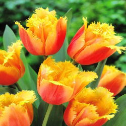 Tulipa Lambada - Tulip Lambada - 5 lampu