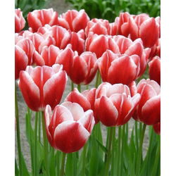 Tulipa Leen van der Mark - paquete de 5 piezas