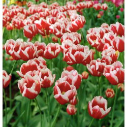 Tulipa Leen van der Mark - paquete de 5 piezas