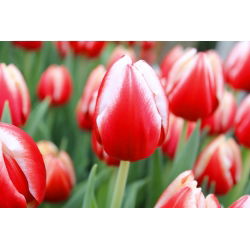Tulipa Leen van der Mark - paquete de 5 piezas