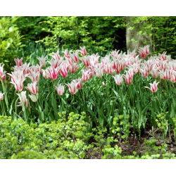 Tulipa Marilyn - Tulip Marilyn - 5 soğan