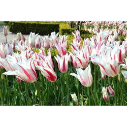 Tulipa Marilyn - Tulip Marilyn - 5 soğan
