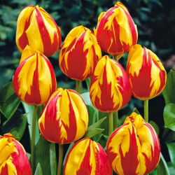 Tulipan Mickey Mouse - pakke med 5 stk - Tulipa Mickey Mouse