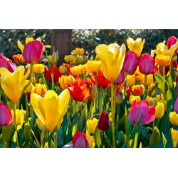 Tulipa Mix - Lale Karışımı - 5 ampul
