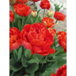 Tulipaner Miranda - pakke med 5 stk - Tulipa Miranda