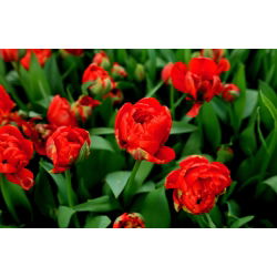 Tulipaner Miranda - pakke med 5 stk - Tulipa Miranda