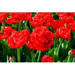 Tulipaner Miranda - pakke med 5 stk - Tulipa Miranda