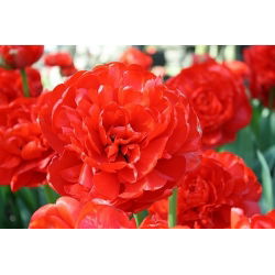 Tulipaner Miranda - pakke med 5 stk - Tulipa Miranda