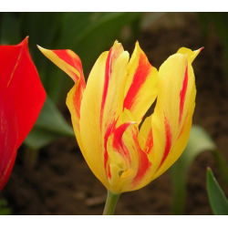 Tulp Mona Lisa - pakket van 5 stuks - Tulipa Mona Lisa