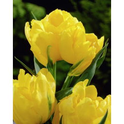 تيوليب مونتي كارلو - توليب مونتي كارلو - 5 لمبات - Tulipa Monte Carlo