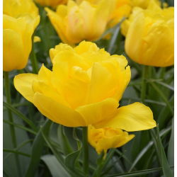 تيوليب مونتي كارلو - توليب مونتي كارلو - 5 لمبات - Tulipa Monte Carlo