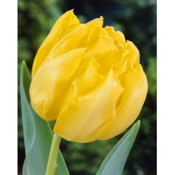 تيوليب مونتي كارلو - توليب مونتي كارلو - 5 لمبات - Tulipa Monte Carlo