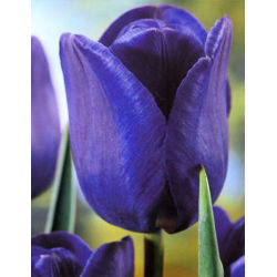 Tulipa Blue - paquete de 5 piezas