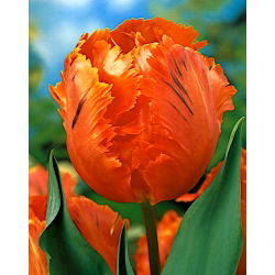 Tulipano Orange Favourite - pacchetto di 5 pezzi - Tulipa Orange Favourite