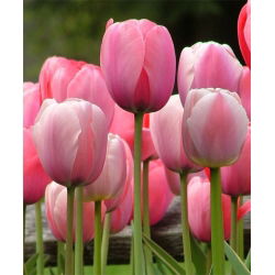 Tulipa Pink Impression - Tulip Pink Impression - 5 lukovica
