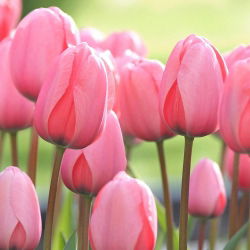 Tulipa Pink Impression - Tulip Pink Impression - 5 lukovica