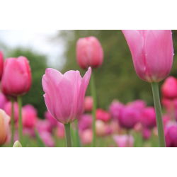 Tulipa Pink Impression - Tulip Pink Impression - 5 lukovica