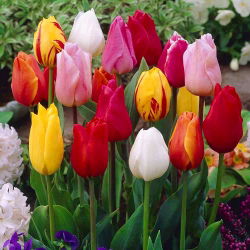 Tulipa Mix - Lale Karışımı - 5 ampul