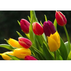 Tulipa Mix - Lale Karışımı - 5 ampul