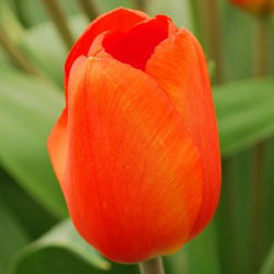 Tulipa Orange - Tulip Orange - 5 soğan