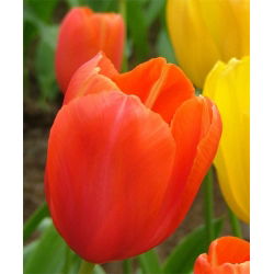 Tulipa Orange - Tulip Orange - 5 soğan